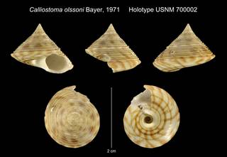 To NMNH Extant Collection (Calliostoma olssoni Bayer, 1971 Holotype USNM 700002)