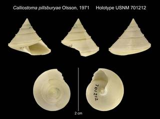 To NMNH Extant Collection (Calliostoma pillsburyae Olsson, 1971 Holotype USNM 701212)