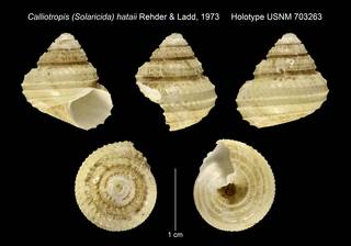 To NMNH Extant Collection (Calliotropis (Solaricida) hataii Rehder & Ladd, 1973 Holotype USNM 703263)