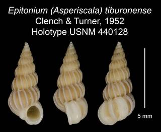 To NMNH Extant Collection (Epitonium (Asperiscala) tiburonense Clench & Turner, 1952 Holotype USNM 440128)