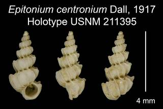 To NMNH Extant Collection (Epitonium centronium Dall, 1917 Holotype USNM 211395)
