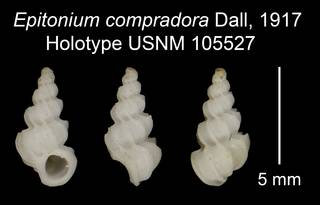To NMNH Extant Collection (Epitonium compradora Dall, 1917 Holotype USNM 105527)