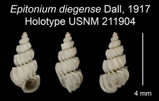 To NMNH Extant Collection (Epitonium diegense Dall, 1917 Holotype USNM 211904)