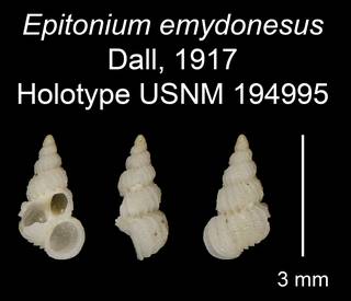 To NMNH Extant Collection (Epitonium emydonesus Dall, 1917 Holotype USNM 194995)
