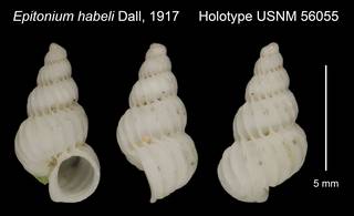 To NMNH Extant Collection (Epitonium habeli Dall, 1917 Holotype USNM 56055)
