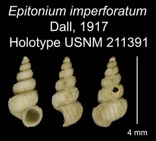 To NMNH Extant Collection (Epitonium imperforatum Dall, 1917 Holotype USNM 211391)