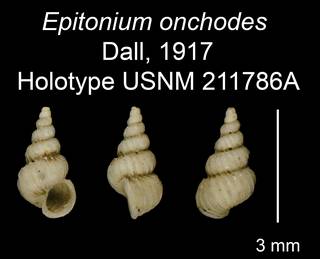 To NMNH Extant Collection (Epitonium onchodes Dall, 1917 Holotype USNM 211786A)