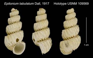 To NMNH Extant Collection (Epitonium tabulatum Dall, 1917 Holotype USNM 109569)