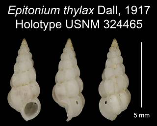 To NMNH Extant Collection (Epitonium thylax Dall, 1917 Holotype USNM 324465)