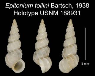 To NMNH Extant Collection (Epitonium tollini Bartsch, 1938 Holotype USNM 188931)