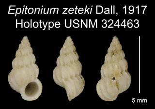 To NMNH Extant Collection (Epitonium zeteki Dall, 1917 Holotype USNM 324463)