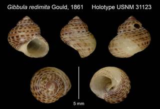 To NMNH Extant Collection (Gibbula redimita Gould, 1861 Holotype USNM 31123)