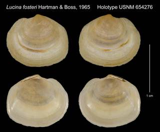 To NMNH Extant Collection (Lucina fosteri Hartman & Boss, 1965 Holotype USNM 654276)
