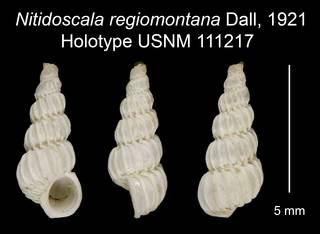 To NMNH Extant Collection (Nitidoscala regiomontana Dall, 1921 Holotype USNM 111217)