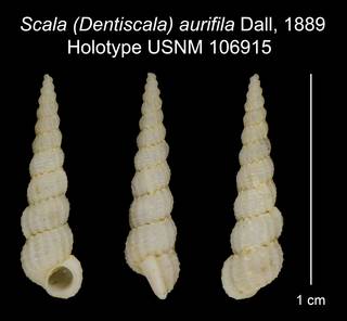 To NMNH Extant Collection (Scala (Dentiscala) aurifila Dall, 1889 Holotype USNM 106915)