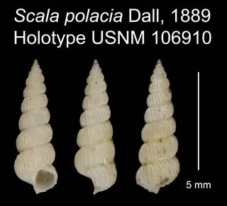 To NMNH Extant Collection (Scala polacia Dall, 1889 Holotype USNM 106910)