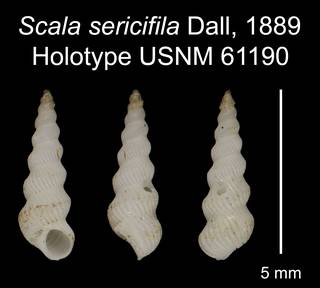 To NMNH Extant Collection (Scala sericifila Dall, 1889 Holotype USNM 61190)