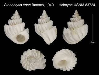 To NMNH Extant Collection (Sthenorytis epae Bartsch, 1940 Holotype USNM 83724)