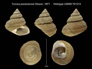 To NMNH Extant Collection (Turcica panamensis Olsson, 1971 Holotype USNM 701214)