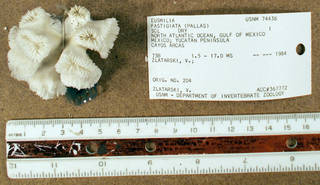 To NMNH Extant Collection (IZ COE USNM 74436 whole specimen top view)