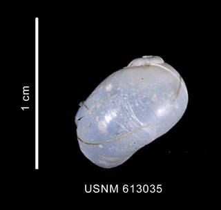 To NMNH Extant Collection (Marseniopsis pacifica Bergh 1886 shell dorsal view)