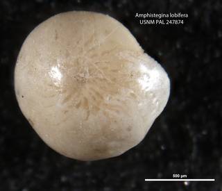 To NMNH Paleobiology Collection (Amphistegina lobifera USNM247874 right)