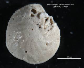 To NMNH Paleobiology Collection (Amphistegina pinarensis cosdeni MO 559729)