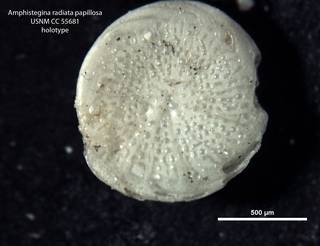 To NMNH Paleobiology Collection (Amphistegina radiata papillosa CC55681)
