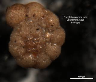 To NMNH Paleobiology Collection (Praeglobotruncana rohri USNM626326 Holo_SV1)
