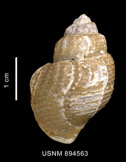 To NMNH Extant Collection (Perissodonta georgiana (Strebel, 1908) shell dorsal view)