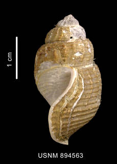 To NMNH Extant Collection (Perissodonta georgiana (Strebel, 1908) shell lateral view)