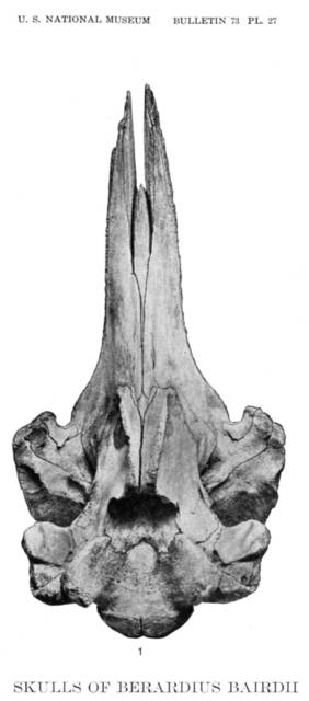 To NMNH Extant Collection (MMP USNM 20992 Berardius bairdii - skull - ventral view)