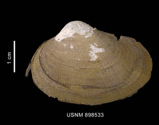To NMNH Extant Collection (Pholadomya adelaidis (Hedley, 1916) shell left valve outer view)