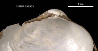 To NMNH Extant Collection (Pholadomya adelaidis (Hedley, 1916) shell left valve hinge)