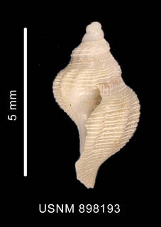 To NMNH Extant Collection (Pleurotomella (Anomalotomella) simillima Thiele, 1912 shell lateral view)