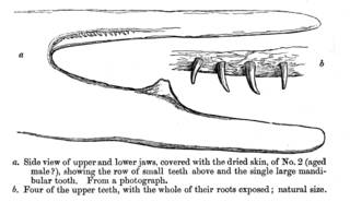 To NMNH Extant Collection (MMP STR 1601 Mesoplodon grayi jaws lateral view)