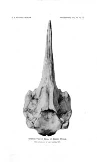 To NMNH Extant Collection (MMP USNM 175019 Mesoplodon mirus  skull ventral viewTrue 1913 Description of Mesoplodon mirum)