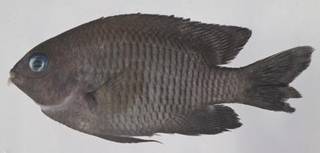To NMNH Extant Collection (Stegastes adustus USNM 413563 photograph lateral view)