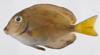 To NMNH Extant Collection (Acanthurus bahianus USNM 413537 photograph lateral view)