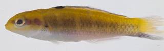 To NMNH Extant Collection (Thalassoma bifasciatum USNM 413502 photograph lateral view)