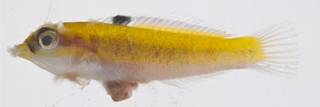 To NMNH Extant Collection (Thalassoma bifasciatum USNM 413503 photograph lateral view)