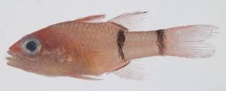 To NMNH Extant Collection (Apogon binotatus USNM 401815 photograph lateral view)
