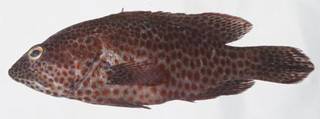 To NMNH Extant Collection (Cephalopholis cruentata USNM 414556 photograph lateral view)