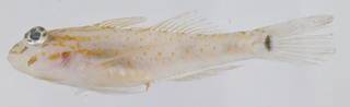 To NMNH Extant Collection (Coryphopterus eidolon USNM 394902 photograph lateral view)