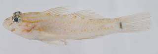 To NMNH Extant Collection (Coryphopterus eidolon USNM 394903 photograph lateral view)