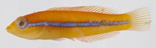 To NMNH Extant Collection (Halichoeres garnoti USNM 413536 photograph lateral view)