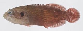 To NMNH Extant Collection (Pseudogramma gregoryi USNM 413553 photograph lateral view)