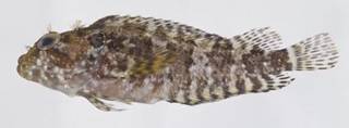 To NMNH Extant Collection (Labrisomus guppyi USNM 413570 photograph lateral view)