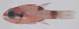 To NMNH Extant Collection (Apogon maculatus USNM 401896 photograph lateral view)