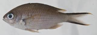 To NMNH Extant Collection (Chromis multilineata USNM 414554 photograph lateral view)